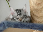 Katze Arwen 4 Monate alt.